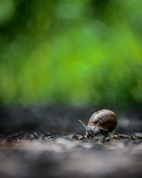 Close-up of snail