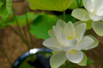 Close-up of white flowering plant