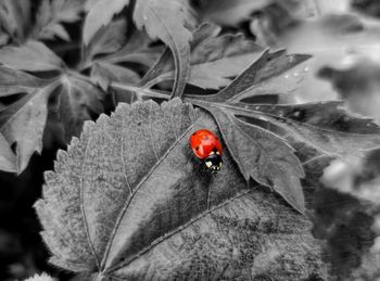 Close-up of ladybug on leaf