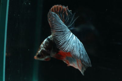 Close-up of fish swimming in tank