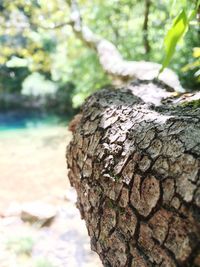 Detail shot of tree trunk