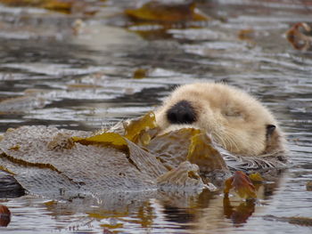 Duck swimming in lake