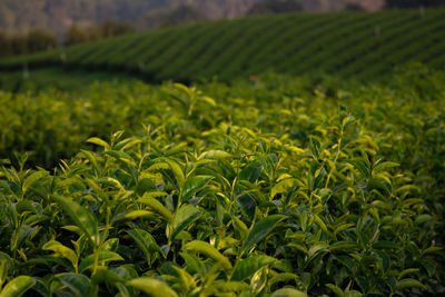 Crops growing on field