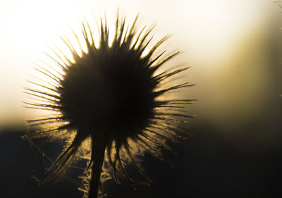 Close-up of dandelion