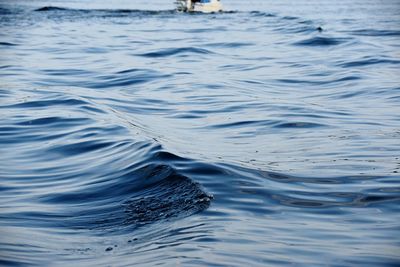 Close-up of turtle swimming in water