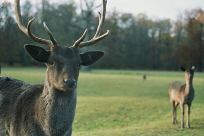 Portrait of deer standing on field