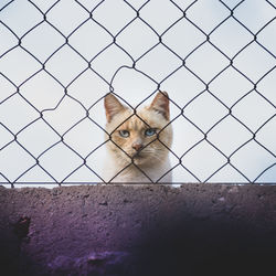 Cat looking through chainlink fence