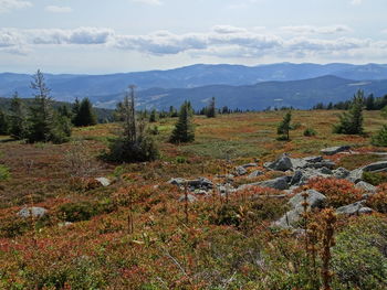 Scenic view of field against sky