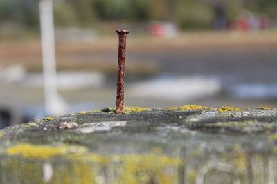 Close-up of rusty metal on wood