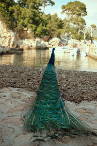 Rear view of woman standing on beach