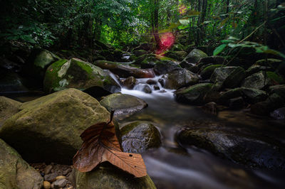 Scenic view of waterfall in forest