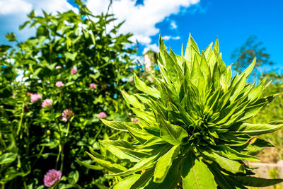 Close-up of fresh green plants against sky