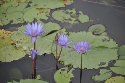 Lotus water lily in lake