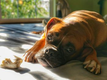 Close-up portrait of dog