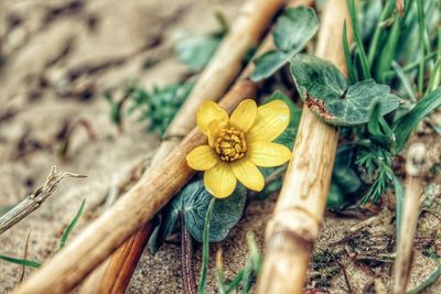 Close-up of yellow flowering plants on field