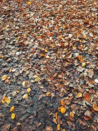 Autumn leaves fallen on ground