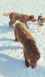 High angle view of dog on snow