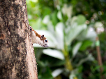 Close-up of squirrel on tree trunk
