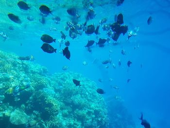 School of fish swimming in sea