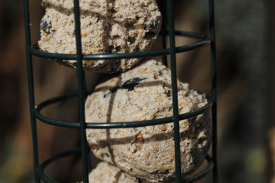 Close-up of bread in container