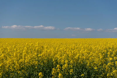 Scenic view of oilseed rape field against sky