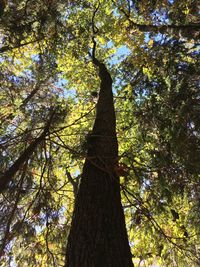 Low angle view of tree in forest against sky