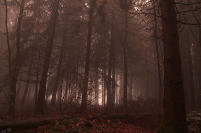 Trees in forest during autumn