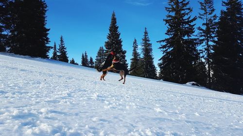 Horse on snow covered landscape