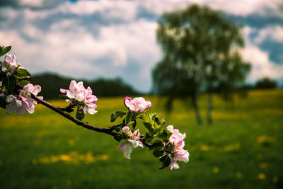 Close-up of pink cherry blossoms in spring