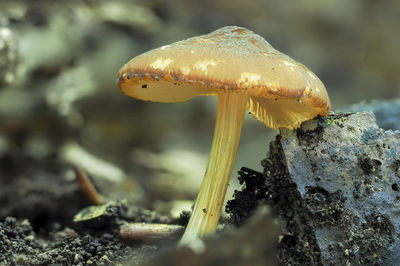 Close-up of mushroom growing on field