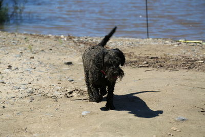 Black dog on beach