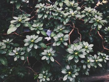 Close-up of flowering plant