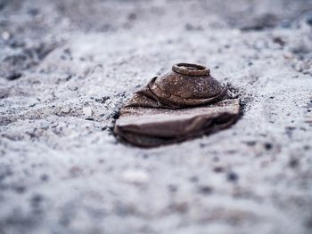 Close-up of lizard on rock