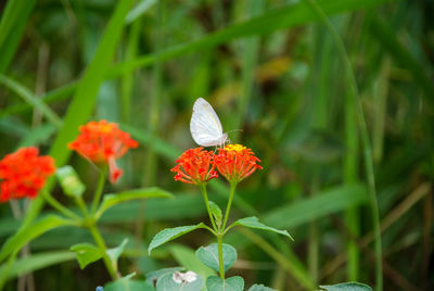 Close-up of butterfly pollinating on flower