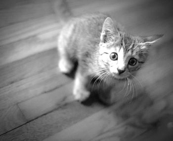 Close-up portrait of cat