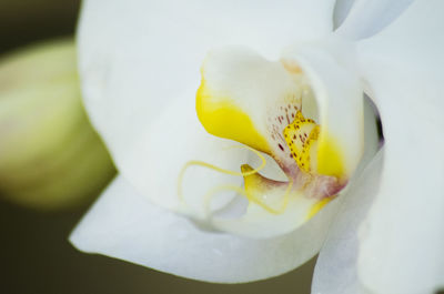 Close-up of white flower