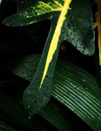 Close-up of wet leaves during rainy season