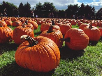 Pumpkins on agricultural field during sunny day
