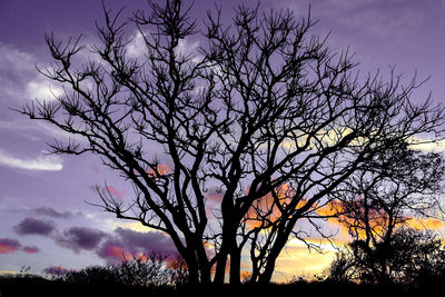 Low angle view of silhouette bare tree against sky