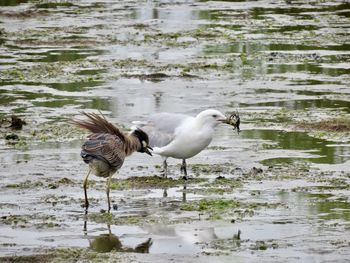 Ducks in a lake