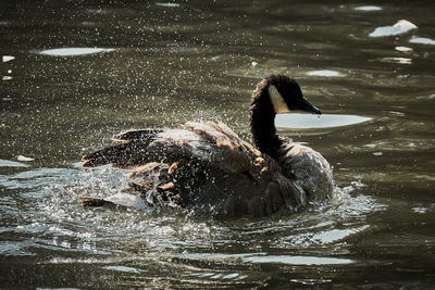 View of bird swimming in lake