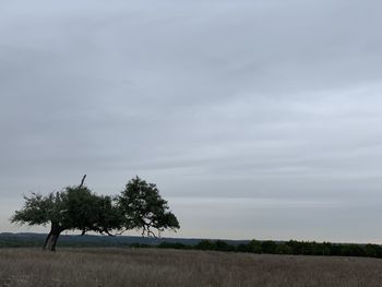 Trees on field against sky