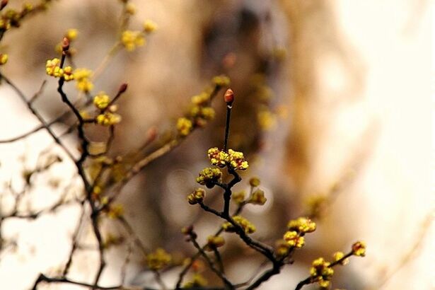 Sansuyu flower