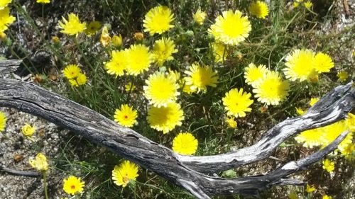 Close-up of daisy flowers