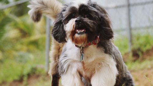 Portrait of dog looking away