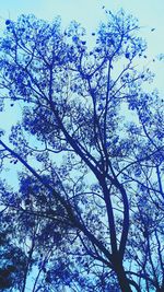 Low angle view of flower tree against sky