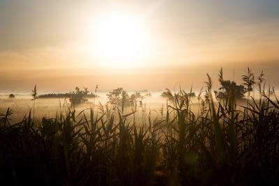 Plants growing on field against sky during sunset