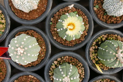 High angle view of potted plants in market for sale