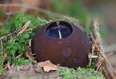 Close up view of rare mushroom