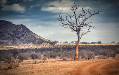 Bare tree on landscape against sky